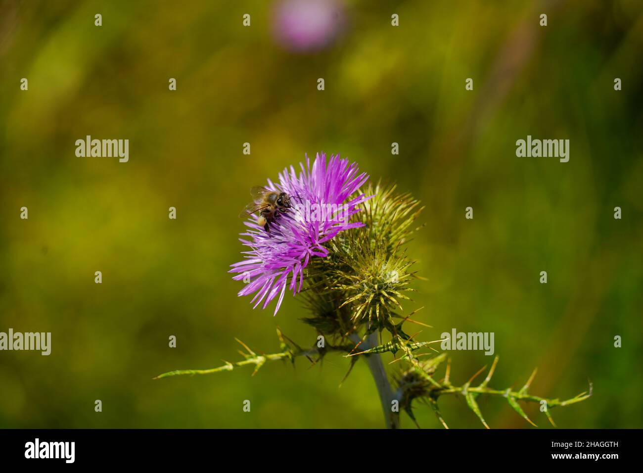 Perfekte lila Distel Nahaufnahme. Fotografiert auf Kreta, Griechenland im April Stockfoto