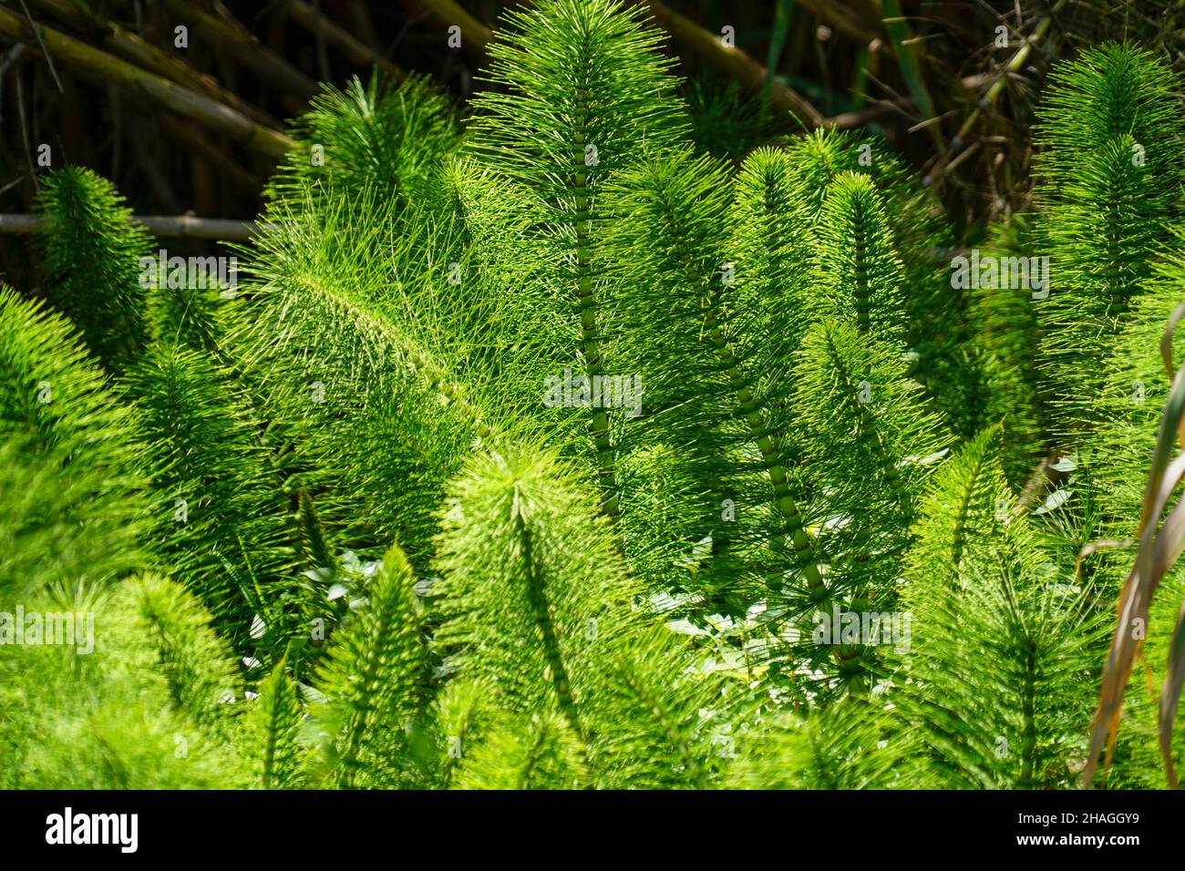 Kiefernbaum wächst junge grüne Triebe Stockfoto