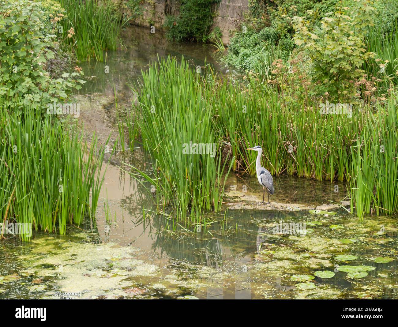 Graureiher, Ardea cinerea ruht sich in Wasser Vogel in Europe.Animals und Wildtiere Hintergrund Stockfoto