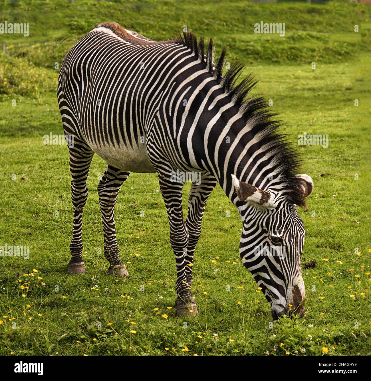 Das Zebra von Grévy, Equus grevyi, im Zoo von Chester Stockfoto