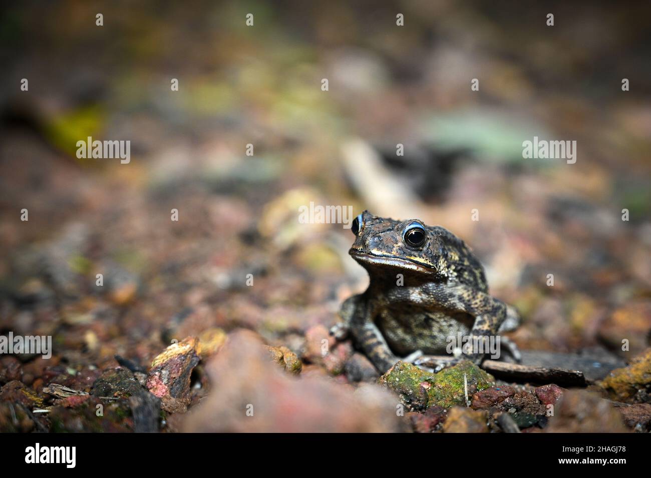 Niedliche asiatische gemeinsame Kröte Frosch auf dem Boden Stockfoto