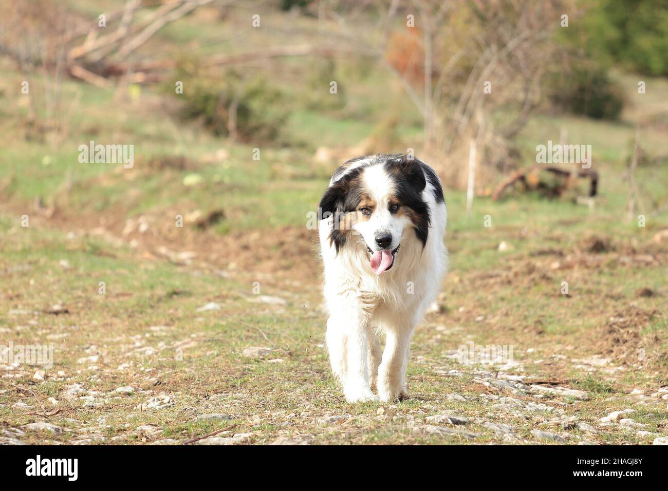 Tornjak, kroatischer und bosnischer Schäferhund Stockfoto