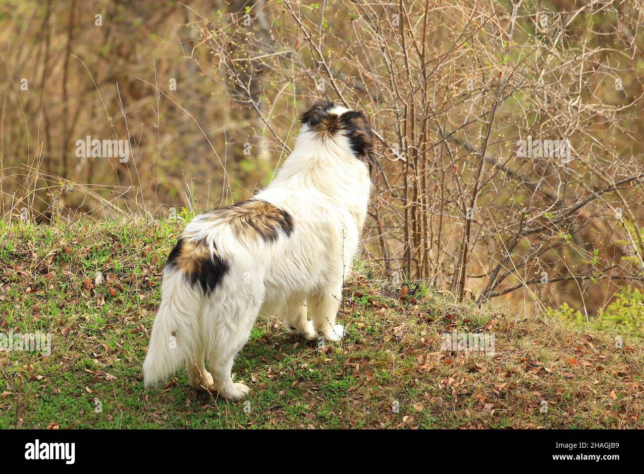 Bosnischer Schäferhund Stockfotos und -bilder Kaufen - Alamy