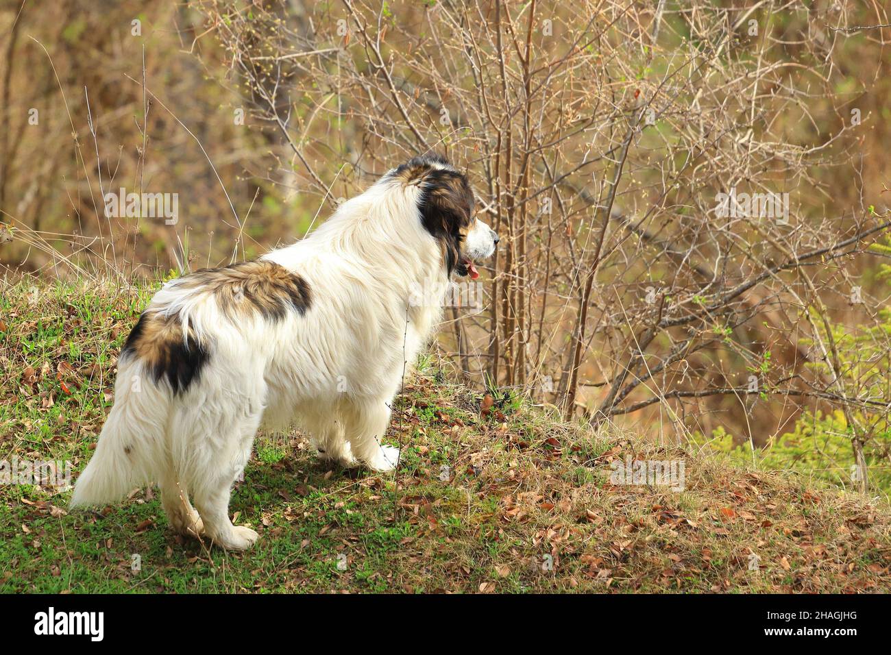 Tornjak, kroatischer und bosnischer Schäferhund Stockfoto