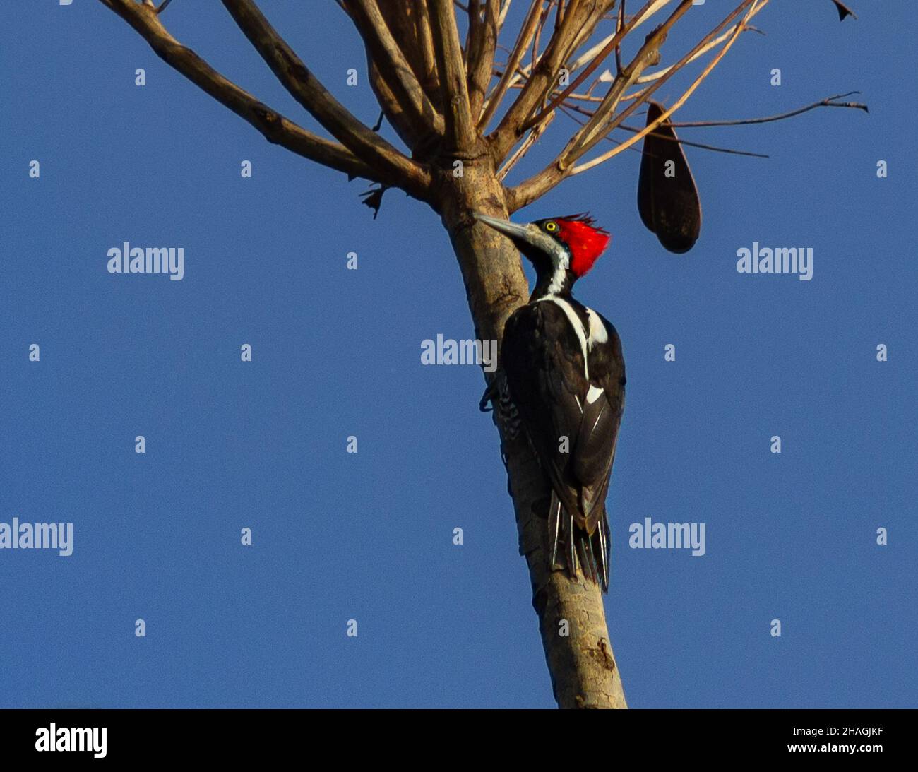 Pica-pau-de-topete-vermelho é uma ave da Família Picidae, encontrada na Região Centro-oeste e Norte do Brasil. Stockfoto