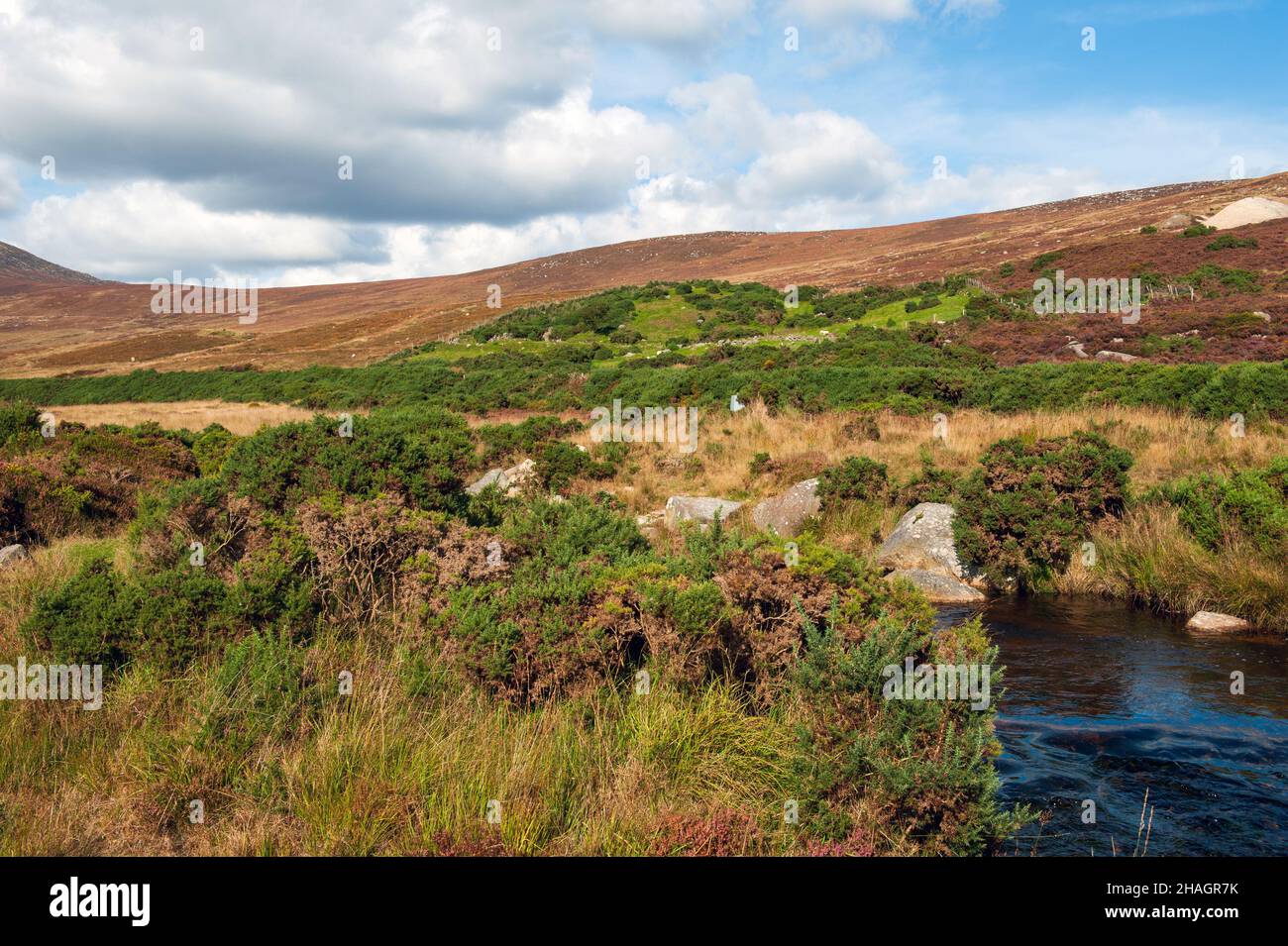 Wandern in Irland, Bergwandern, Wicklow Mountains, Irland, Stockfoto