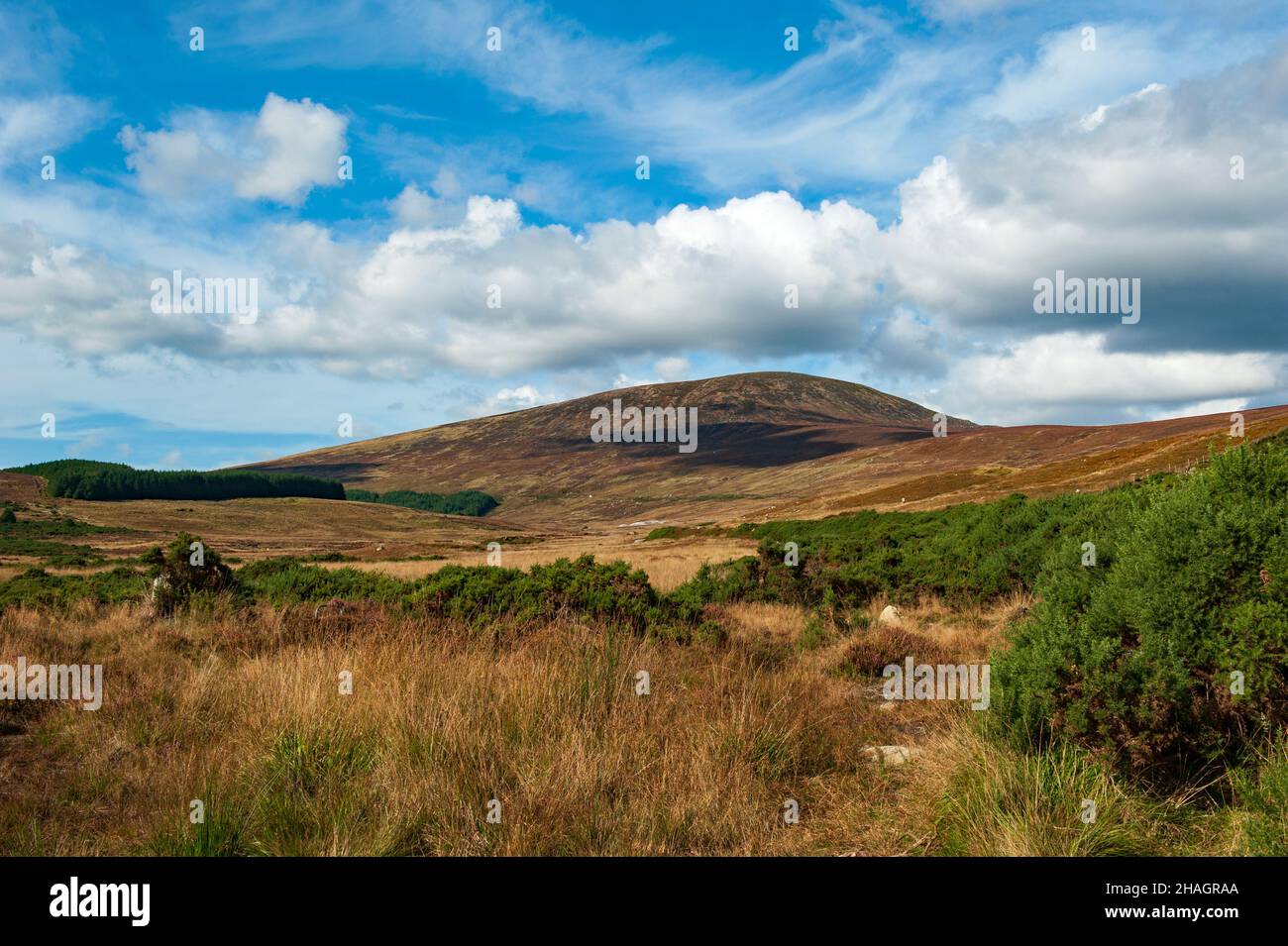 Wandern in Irland - Tonelagee Hill, Wicklow Mountains, Irland, Stockfoto