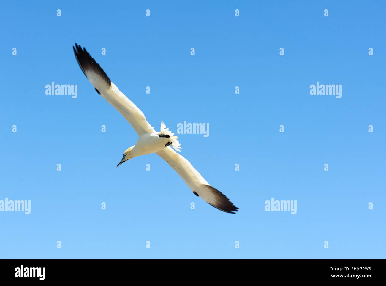 Northern gannet Fliegen in einem blauen Himmel an einem sonnigen Tag Stockfoto