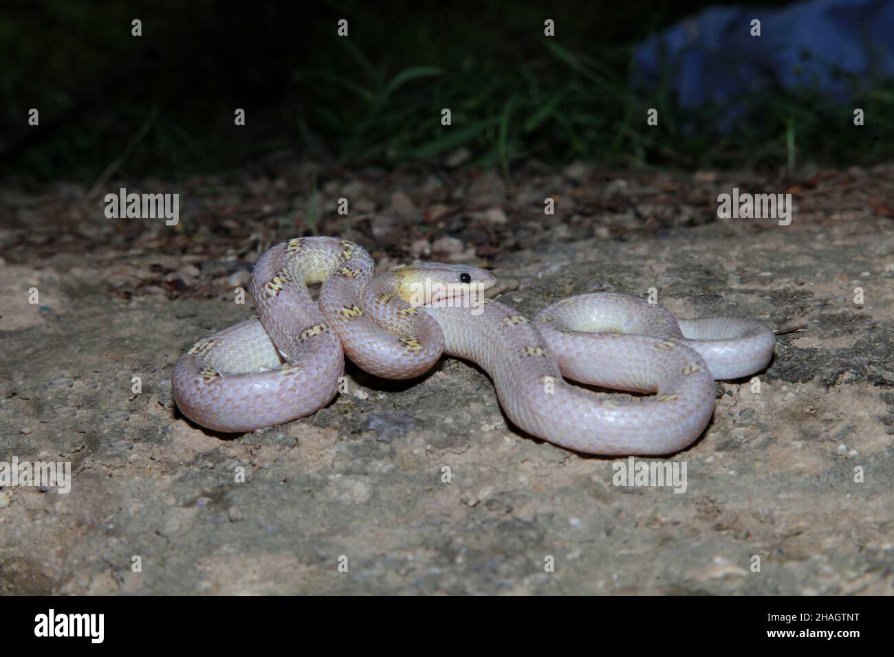 Albino Gemeine Wolfschlange, Lycodon capucinus, Satara, Maharashtra, Indien Stockfoto