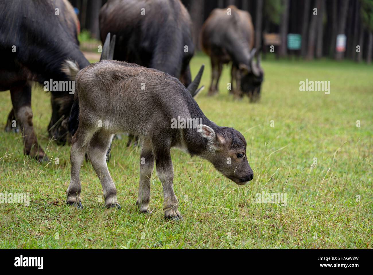 Eine große Herde von Wildwasserbüffeln. Mutter und nettes Neugeborenes Baby. Stockfoto