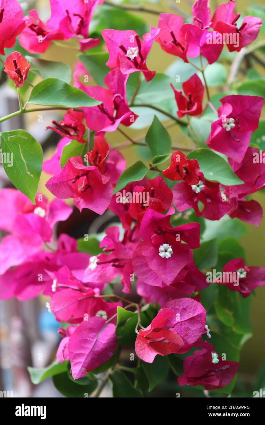 Rosa Bougainvillea blüht/Pflanze in einem Blumentopf/Apartment Balkon Garten Stockfoto