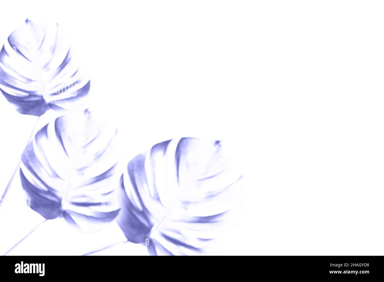 Trendiger Hintergrund mit drei unscharfen Silhouetten aus exotischen tropischen Palmenblättern und Kopierräumen. Modernes, kreatives Layout. Bildende Kunst T Stockfoto