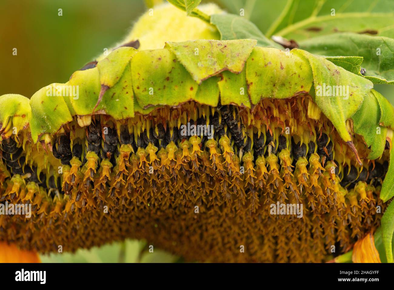 Reifende Sonnenblumenkerne auf Blütenkopf im Feld, selektiver Fokus Stockfoto