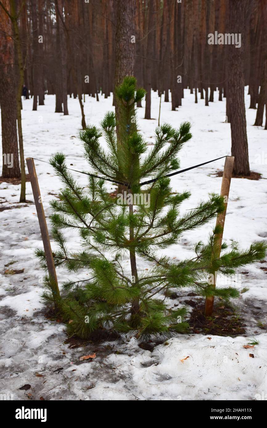 In einem verschneiten Winterwald wurde eine junge Kiefer gepflanzt und gepflegt, umgeben von einem Zaun Stockfoto