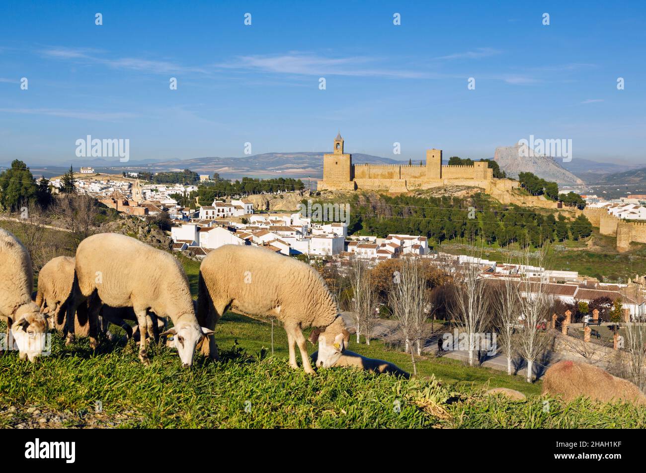 Antequera, Provinz Malaga, Andalusien, Südspanien. Blick über weidende Schafe auf die alcazaba oder die Burg. Hinter der Burg ist das Gesicht-Sha zu sehen Stockfoto