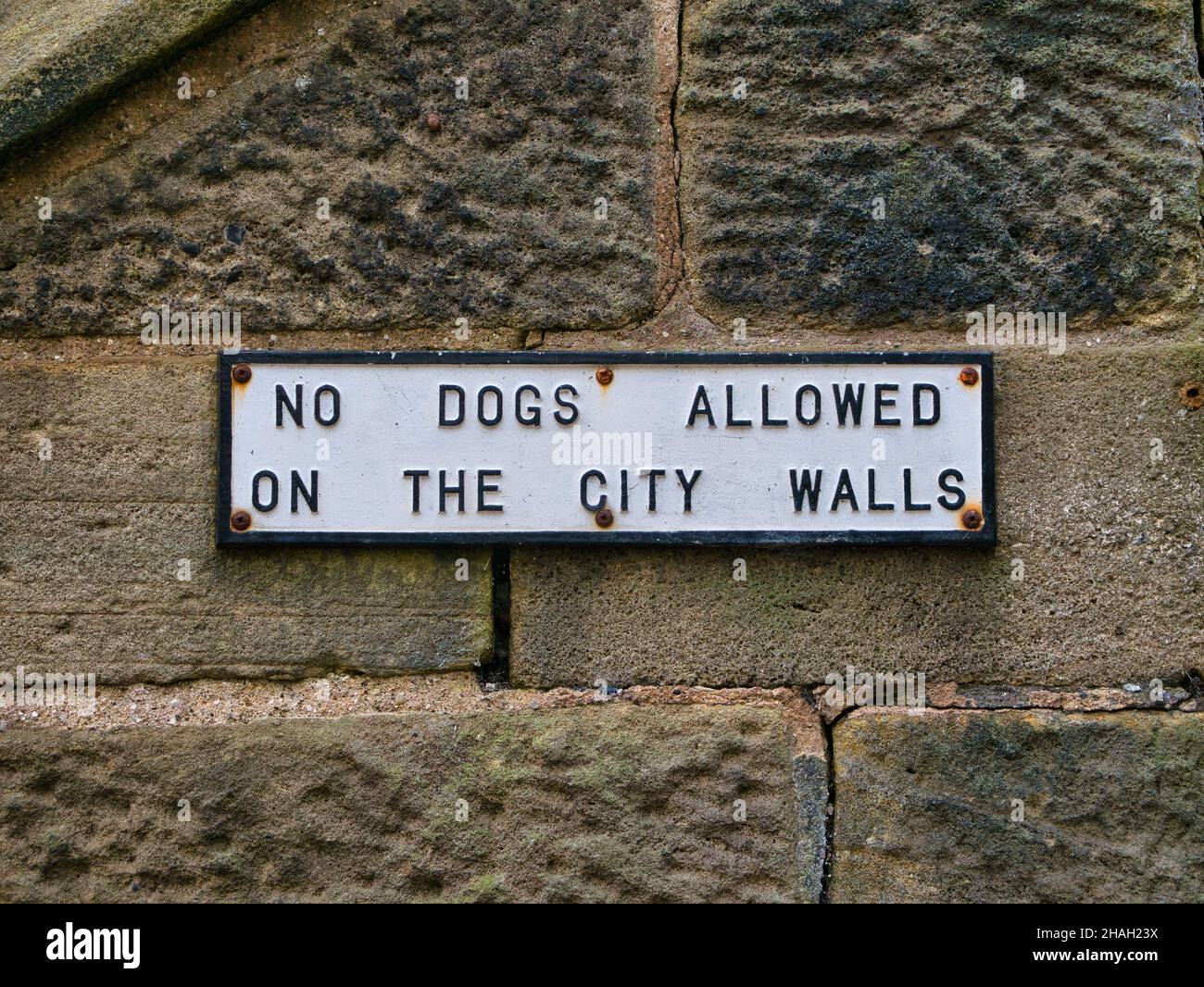 Ein altes gusseisernes schwarz-weißes Schild, das an einer Sandsteinmauer befestigt ist, weist darauf hin, dass an den Stadtmauern in York, Yorkshire, England, Großbritannien, keine Hunde erlaubt sind Stockfoto