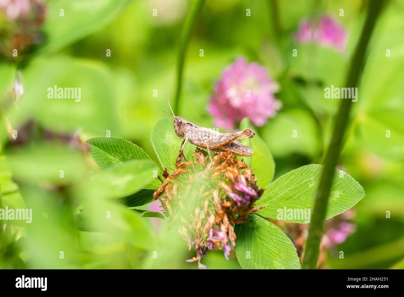 Große Sumpfgrasschrecke (Stethophyma grossum), eine bedrohte Insektenart, die typisch für feuchte Wiesen und Sumpfwiesen ist Stockfoto