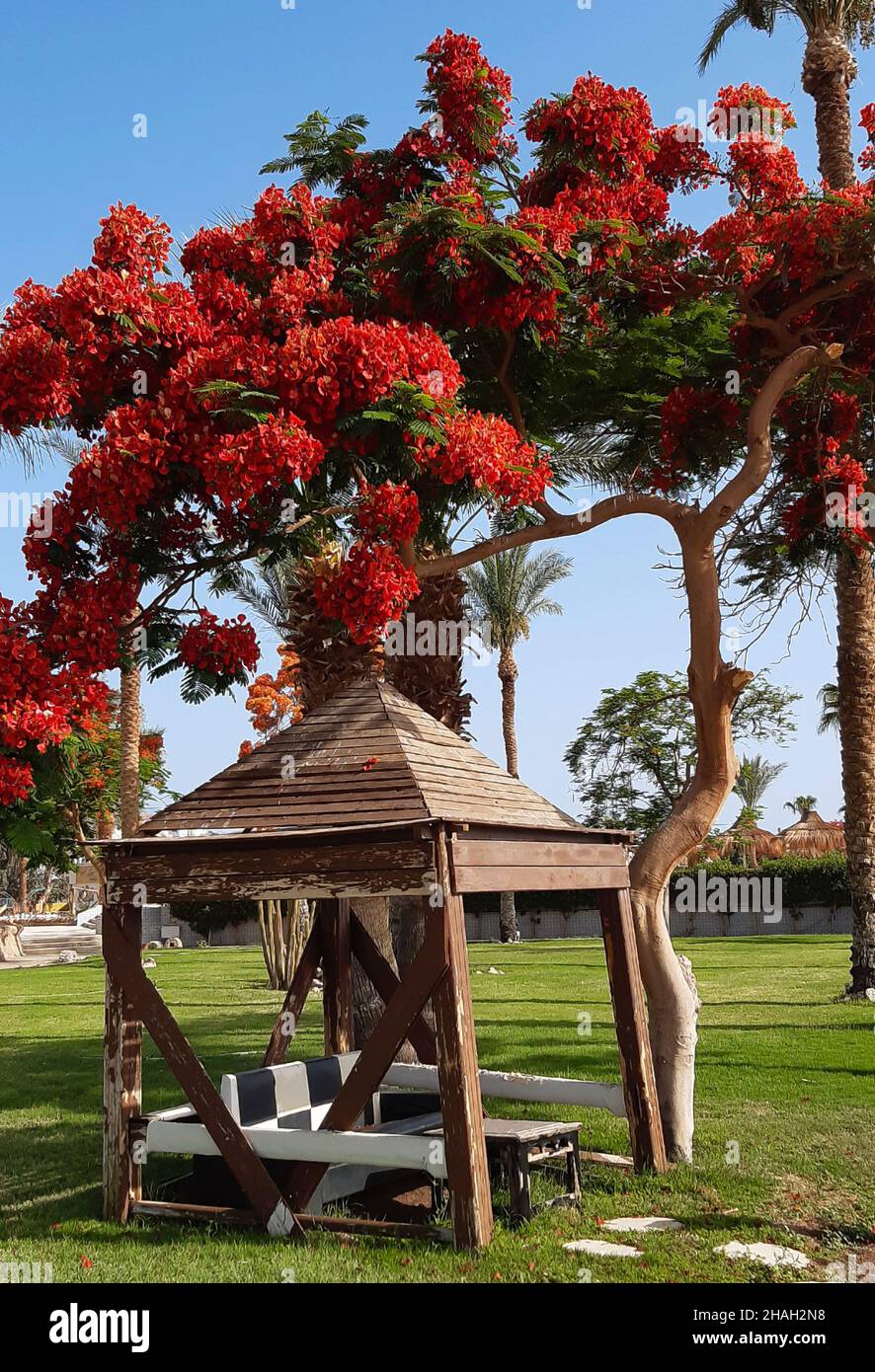 Alter leerer Holzpavillon unter einem südlichen Baum mit einer leuchtend roten Blattkrone Stockfoto