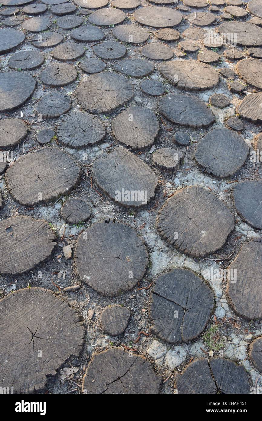 Ein Holzpflaster, das aus vielen runden, gesägten Holzstümpfen besteht, die in den Boden verschiedener Formen gegraben wurden. Wird nach Muster wiederholt Stockfoto