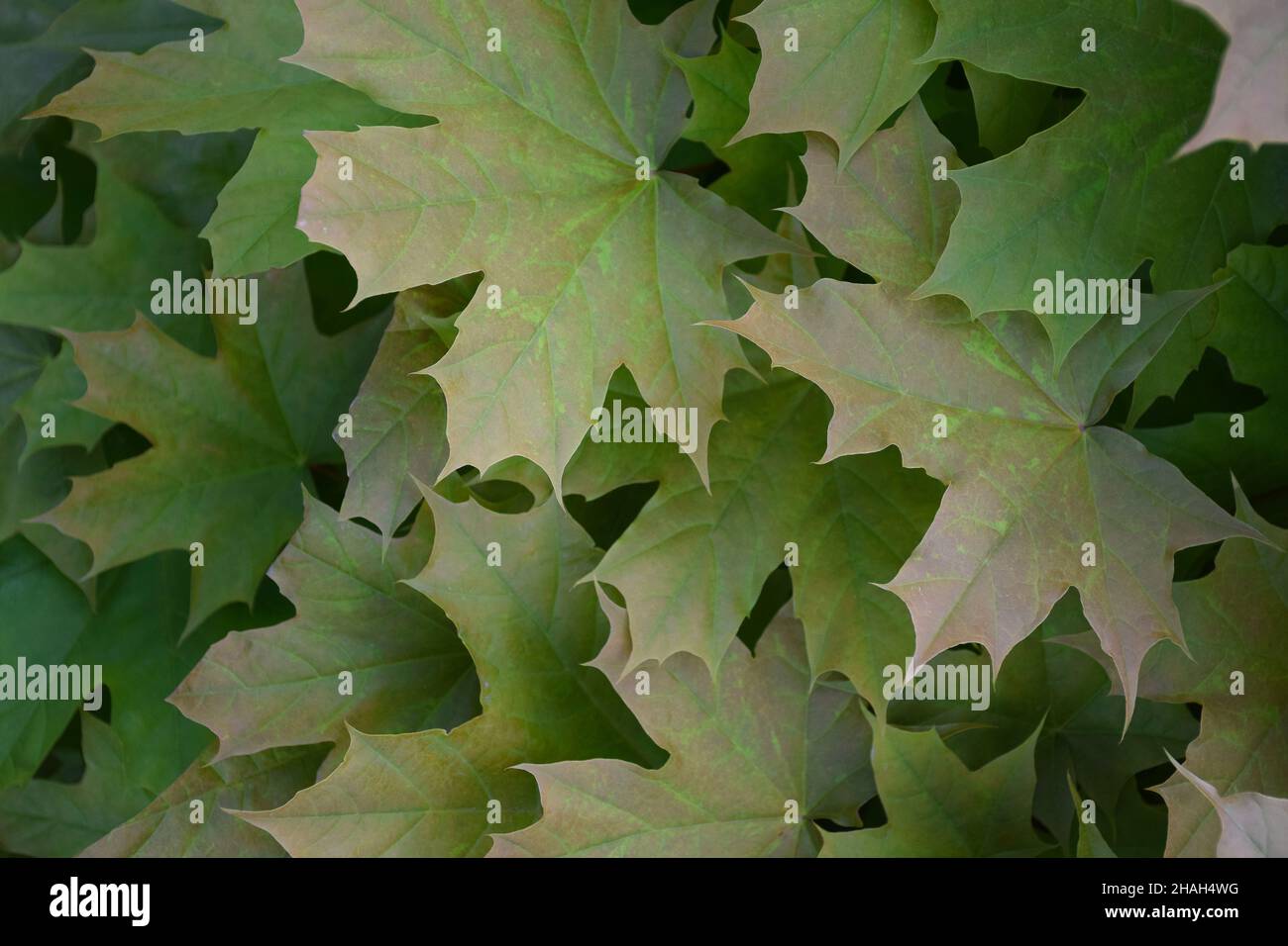 Grüne Ahornblätter wachsen auf einem Baum für den ganzen Rahmen Stockfoto
