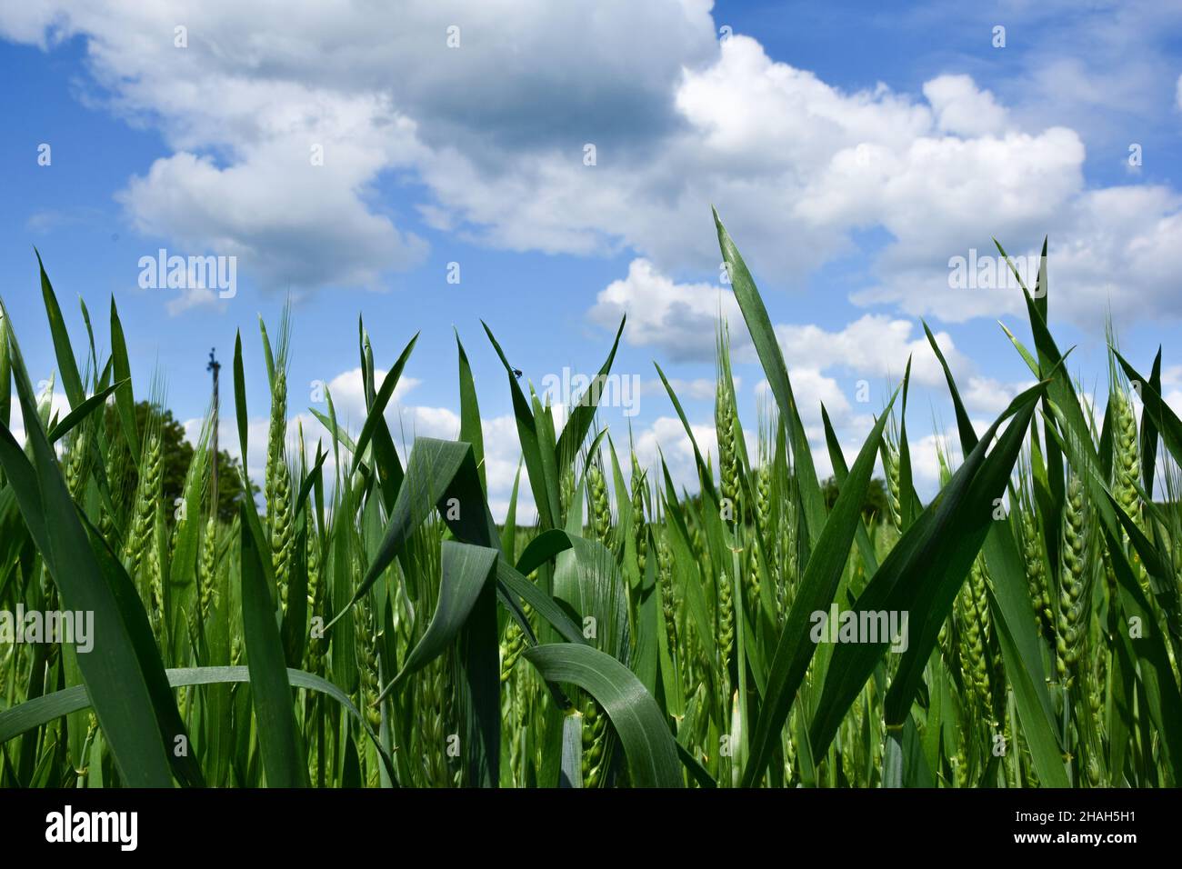 Ein Feld mit grünen unreifen Weizenspikeln am unteren Rand des Rahmens, oben ein strahlend blauer Himmel mit weißen Wolken Stockfoto