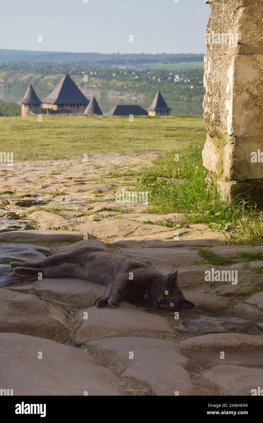 Eine graue obdachlose Katze liegt und ruht auf dem Steinpflaster. Dahinter, im Hintergrund verschwommener Hintergrund, sind die Türme einer alten Festung sichtbar Stockfoto