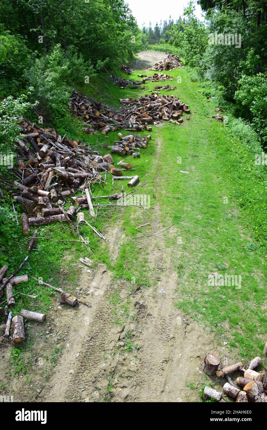 Die Holzernte wird aus einem hohen Winkel über einer Waldlichtung fotografiert, wo Schnittholz und Hanf verstreut sind. Ökologische Katastrophe Stockfoto