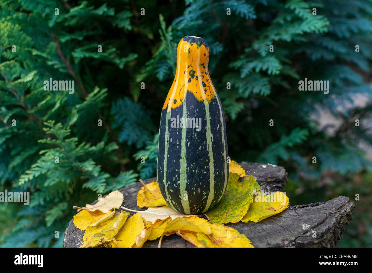 Lang gestreifter Kürbis oder Kürbis auf einem Holztisch, der mit herbstbunten Blättern bedeckt ist Stockfoto