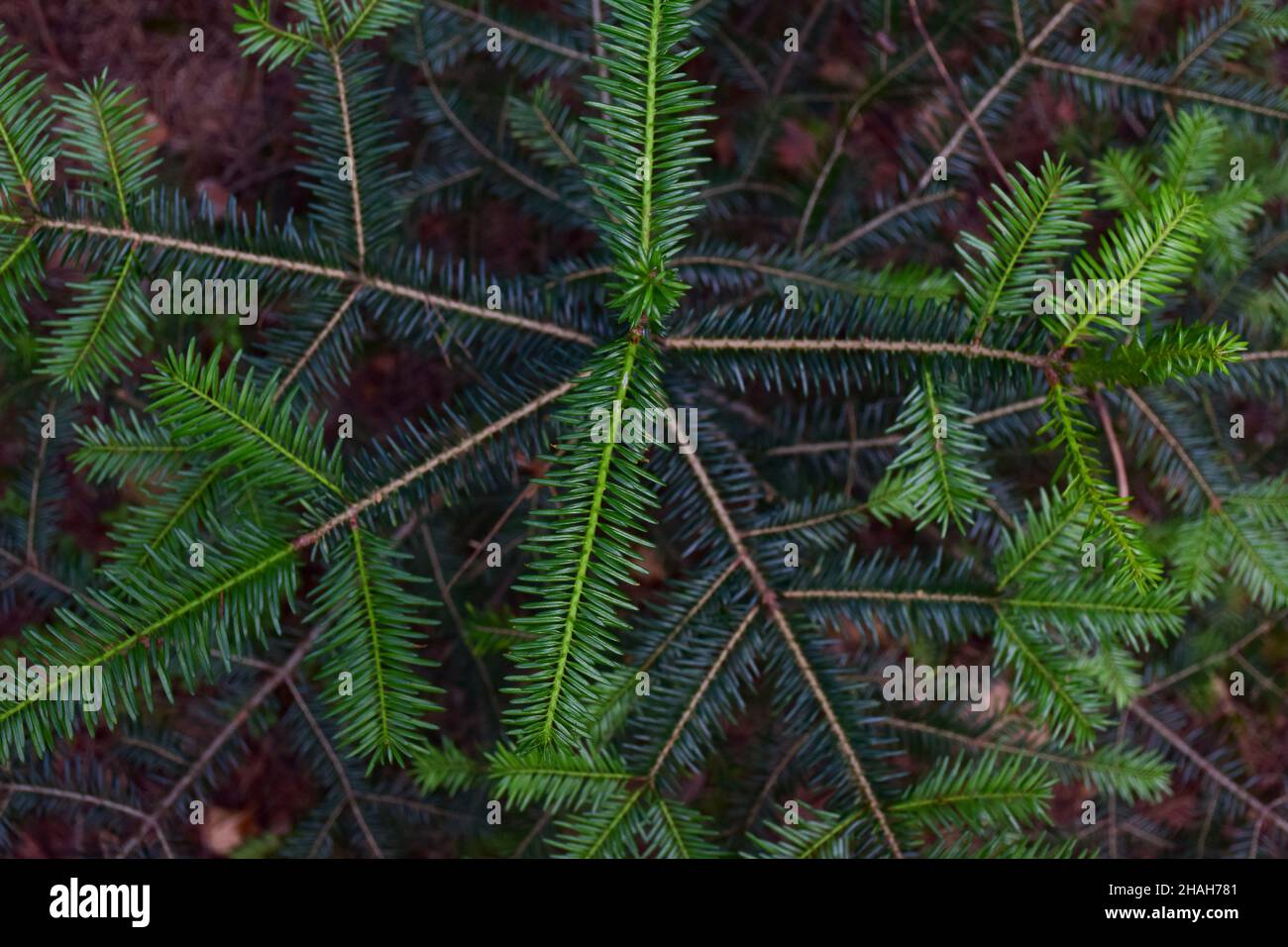 Nahaufnahme von Kiefernästen für den gesamten Rahmen mit gut sichtbaren großen Einzelnadeln und schönen grünen Naturtönen Stockfoto