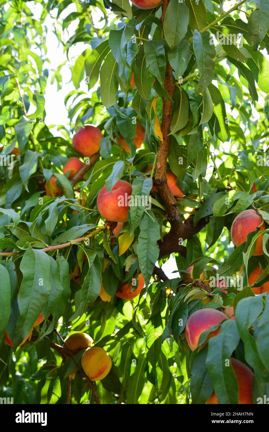 Aprikosenbaumbäste mit reichlich reifer Ernte. Fokus im Vordergrund Stockfoto