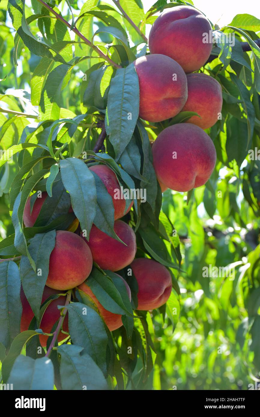 Aprikosenbaumbäste mit reichlich reifer Ernte. Fokus im Vordergrund Stockfoto