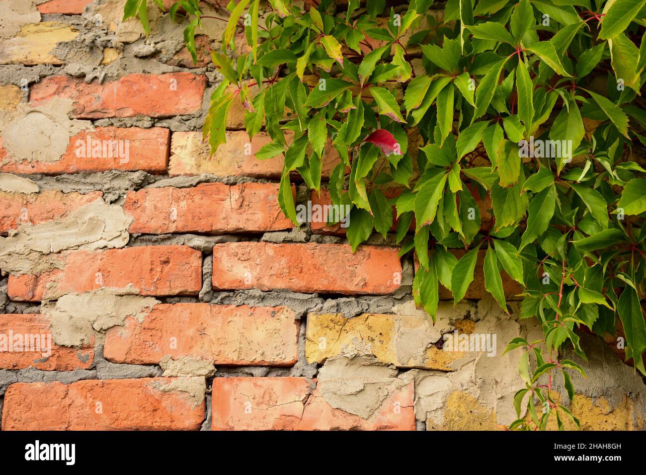 Hintergrund aus altem Mauerwerk, Weinblätter sind in der oberen rechten Ecke gewebt. Auf der linken Seite ist der Ort, um die Inschrift einzufügen Stockfoto