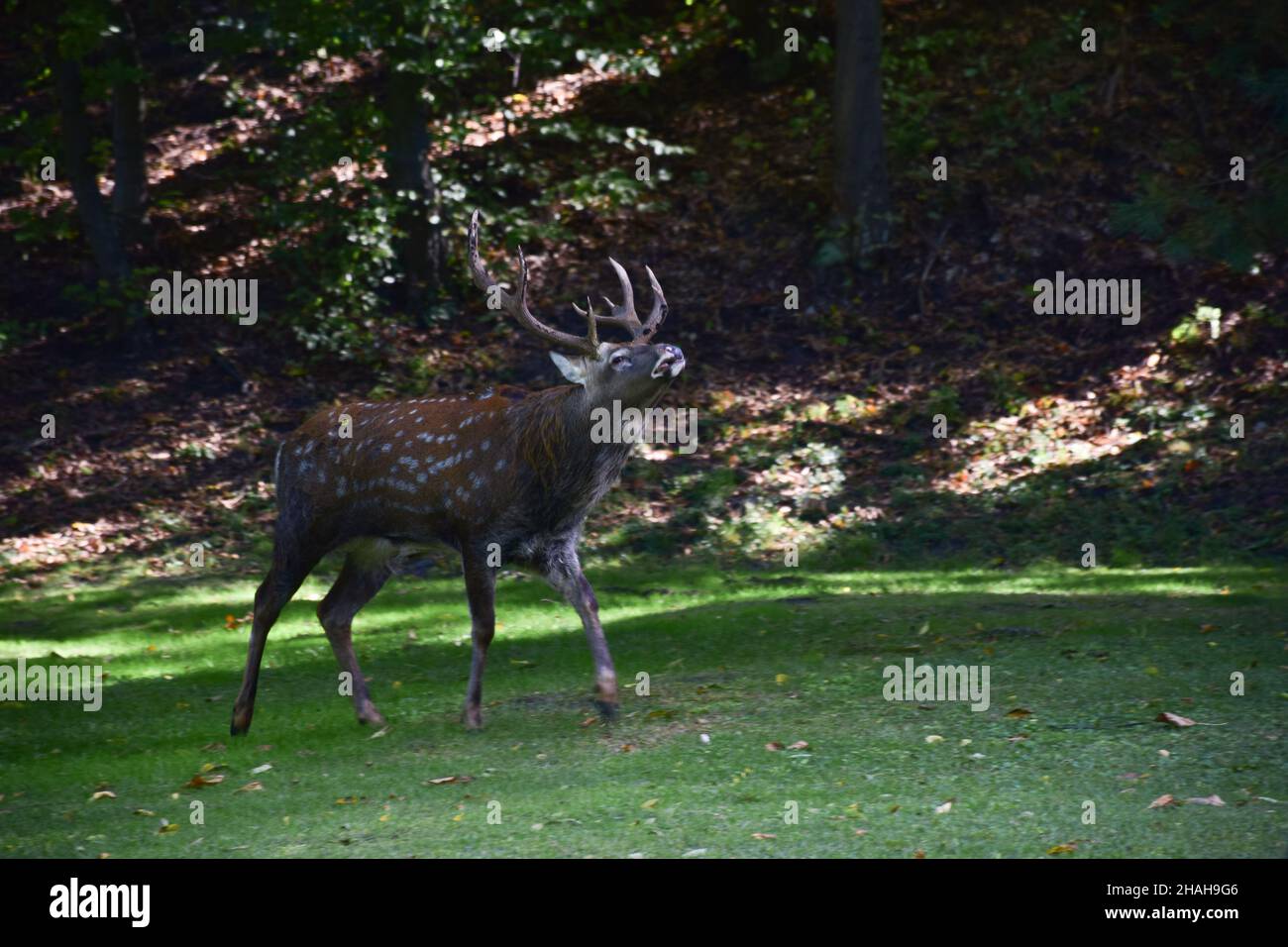 Ein erwachsenes Hirschmännchen geht im Herbstpark spazieren und Trompeten auf der Suche nach einem Weibchen einladend Stockfoto