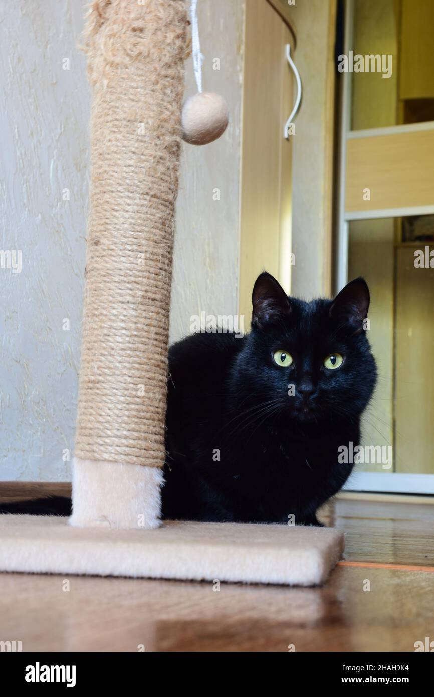 Eine schwarze Katze mit gelben Augen auf dem Hintergrund einer steinernen Küchenwand blickt hinter einem Kratzbaum hinaus und schaut auf die Kamera. Stockfoto