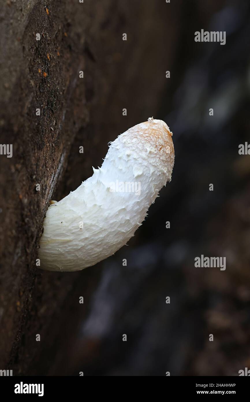 Hemipholiota popnea, auch bekannt als Pholiota popnea, ein Scalycap-Pilz aus Finnland ohne gemeinsamen englischen Namen Stockfoto