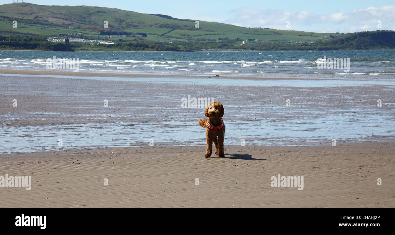 Hund am Strand Stockfoto