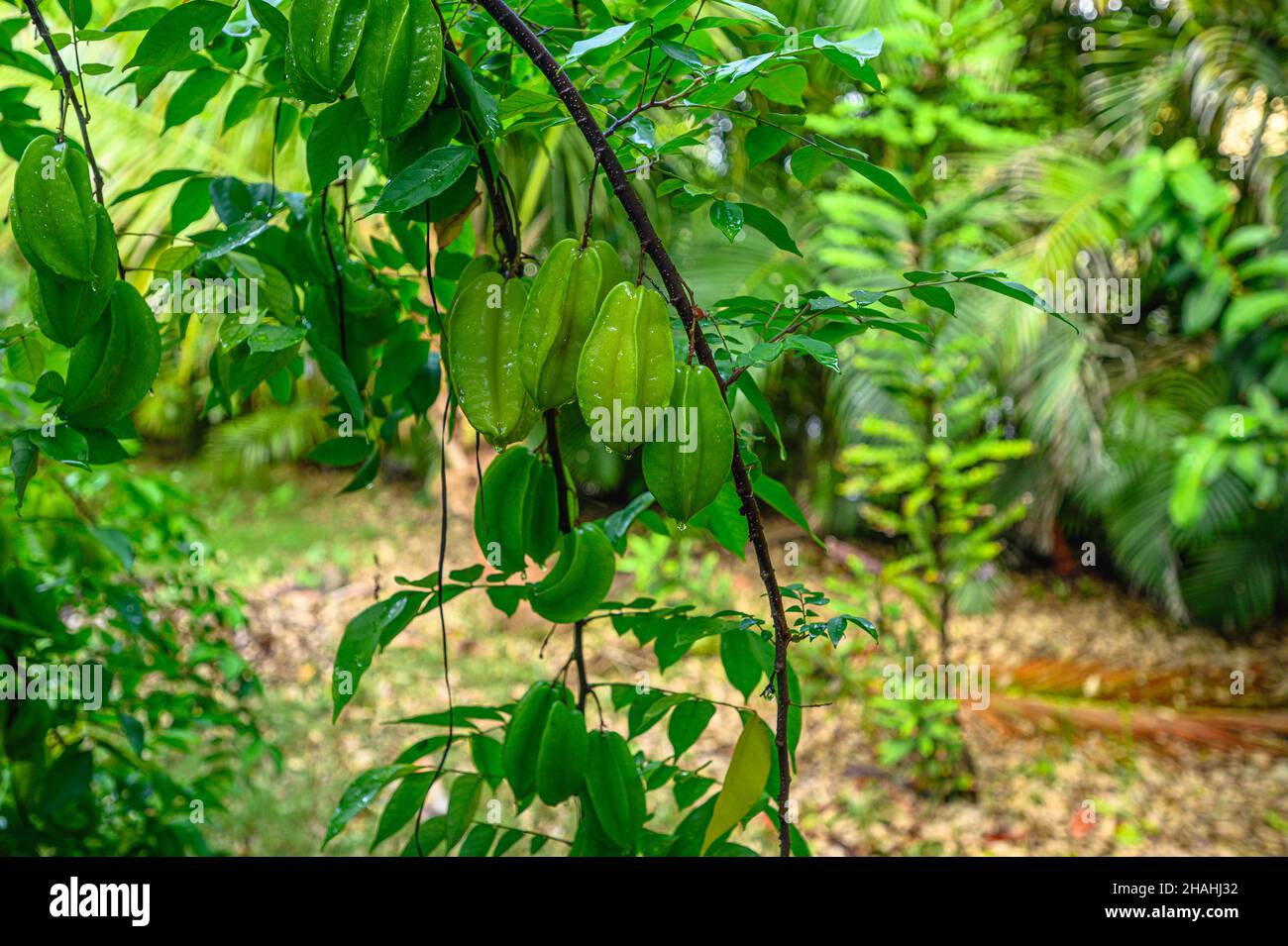 Karambolaschüssel auf Baumzweig nach Regen. Sternfrucht wächst in tropischen privaten Garten. Starfruit-Tee wie eine gute Wahl zum Entspannen. Nahaufnahme der Sternenfrucht. Stockfoto