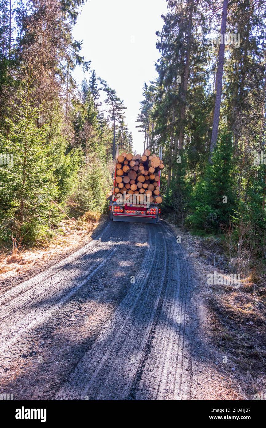 LKW mit Holz fährt auf einer schlammigen Feldstraße im Wald Stockfoto