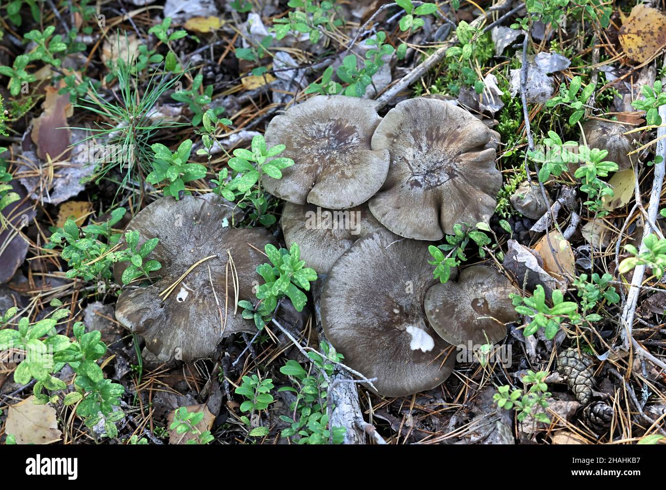 Lyophyllum shimeji, bekannt als Hon-Shimeji, wilder Speisepilz aus Finnland Stockfoto