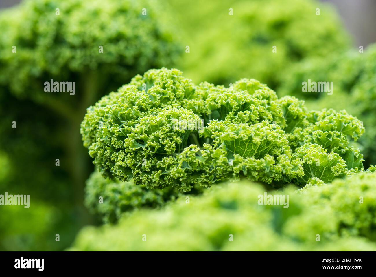 Nahaufnahme des lockig blättrigen Kale. Stockfoto