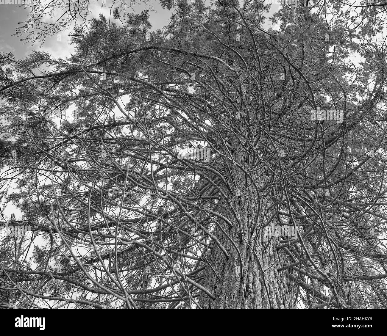 Die Peitschenpfosten - schwarz-weißes Bild von Baum mit spiralförmigen Ästen im Wind. Warwickshire, Großbritannien. Stockfoto