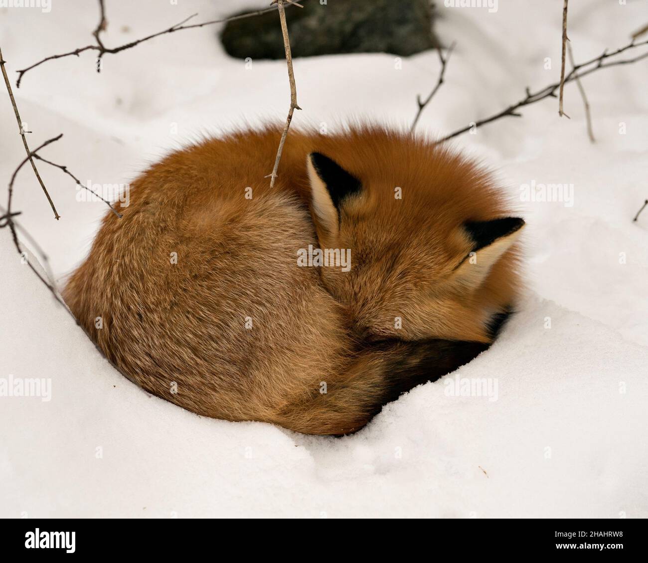 Rotfuchs schlafen in der Wintersaison in seiner Umgebung und Lebensraum mit Schnee Hintergrund zeigt buschigen Fuchsschwanz, Fell. Fox-Bild. Bild. Hochformat Stockfoto