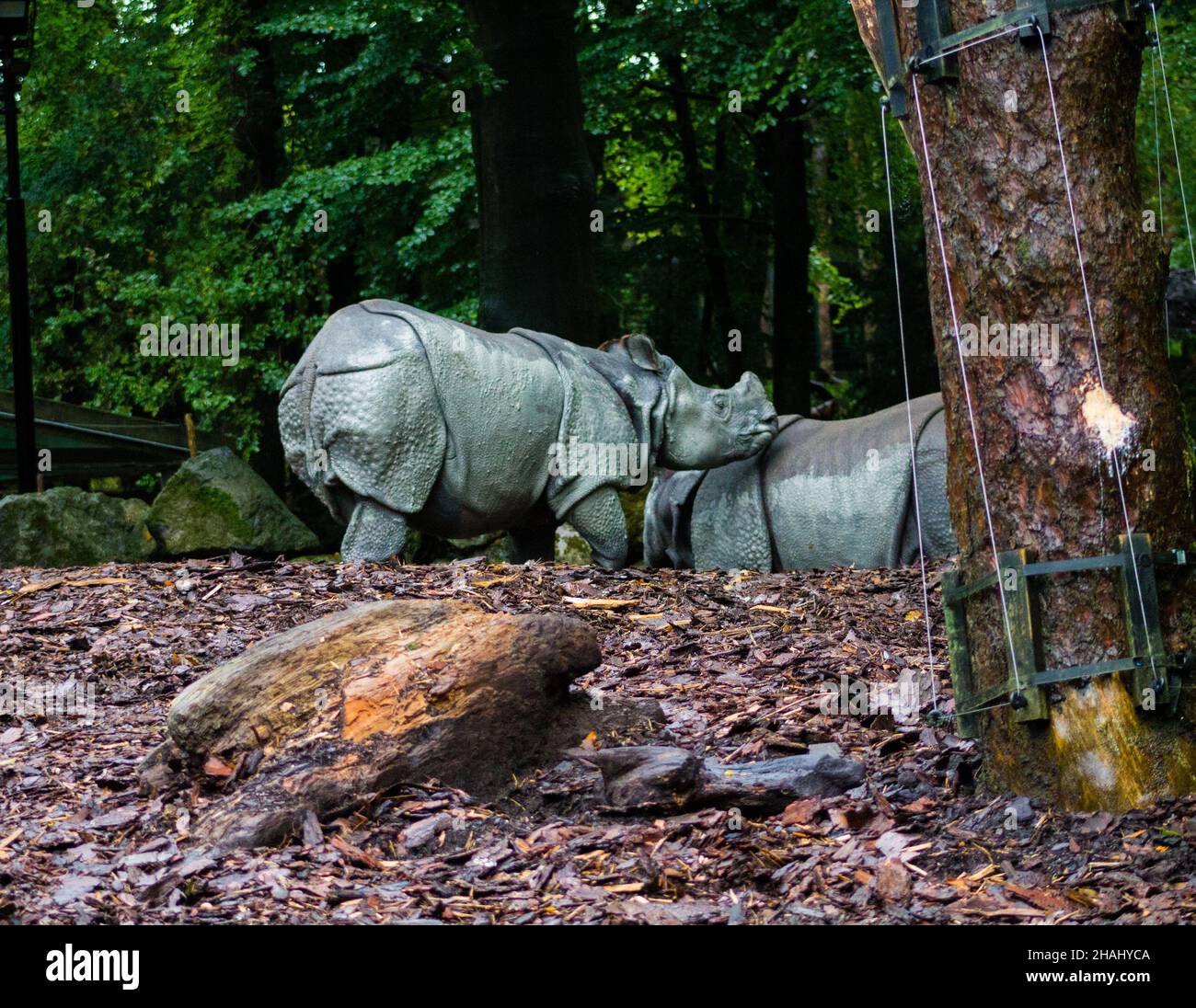 Absturz von Nashörnern (Rhinocerotidae) beim Spaziergang im Amersfoort Dierenpark in den Niederlanden Stockfoto