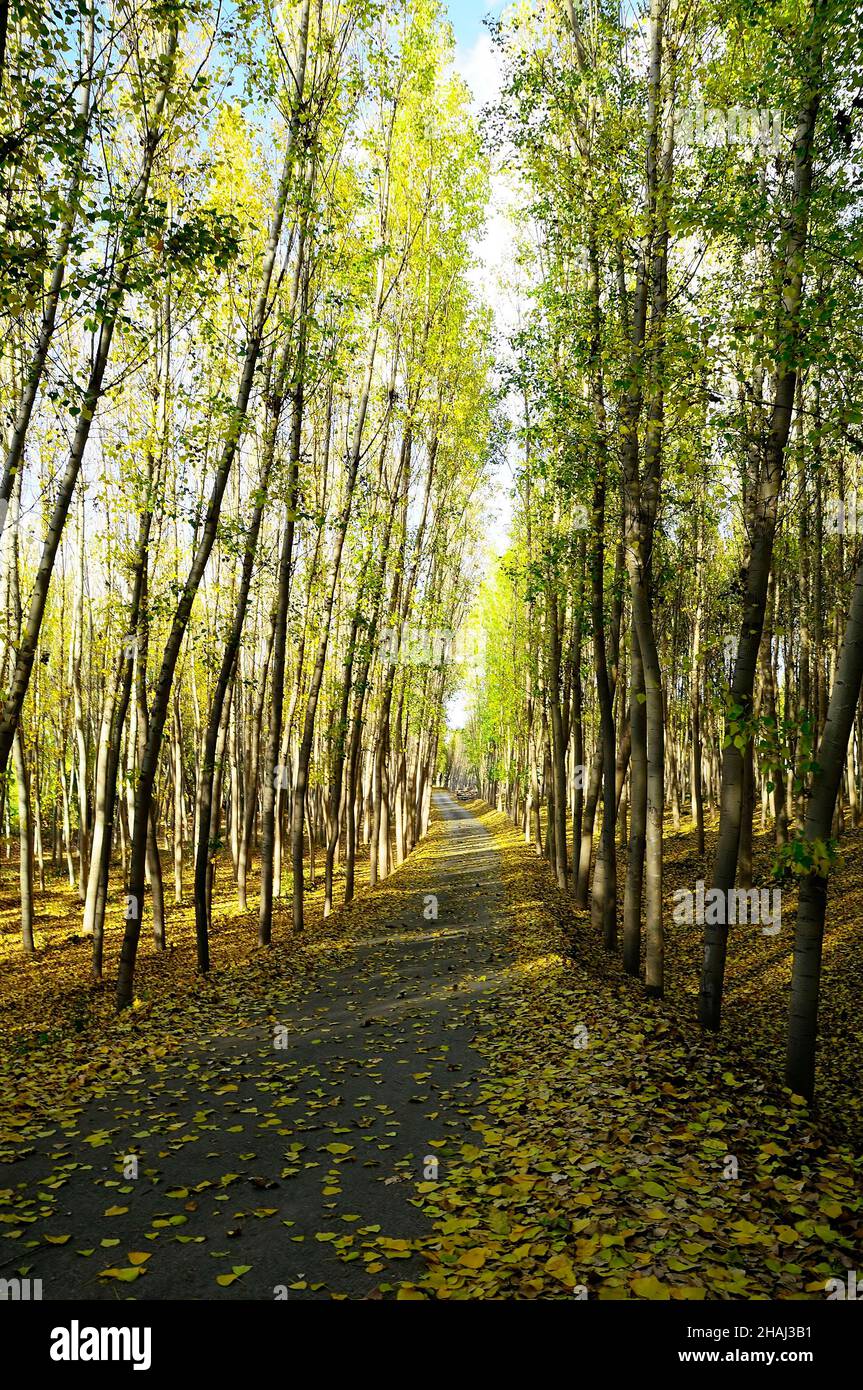 Pappelwald in Alameda im Fardes-Flusstal Stockfoto