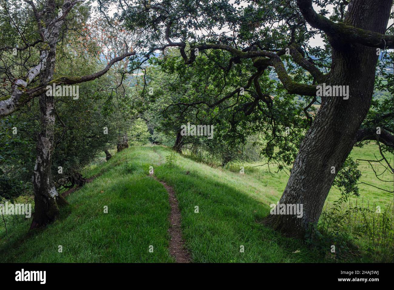 Der Wanderweg entlang der Spitze des Offas Dyke in der Nähe von Montgomery, Powys, Wales Stockfoto