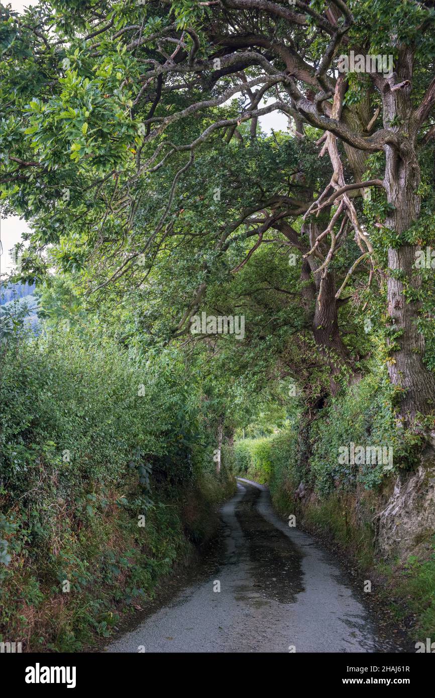 Eine ruhige Landstraße in der Nähe von Llanfechain, Powys, Wales Stockfoto