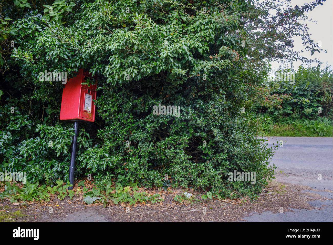 Eine verwachsene Hecke bedeckt fast diesen Briefkasten in Churchstoke an der englisch-walisischen Grenze in der Nähe von Montgomery, Powys, Wales Stockfoto