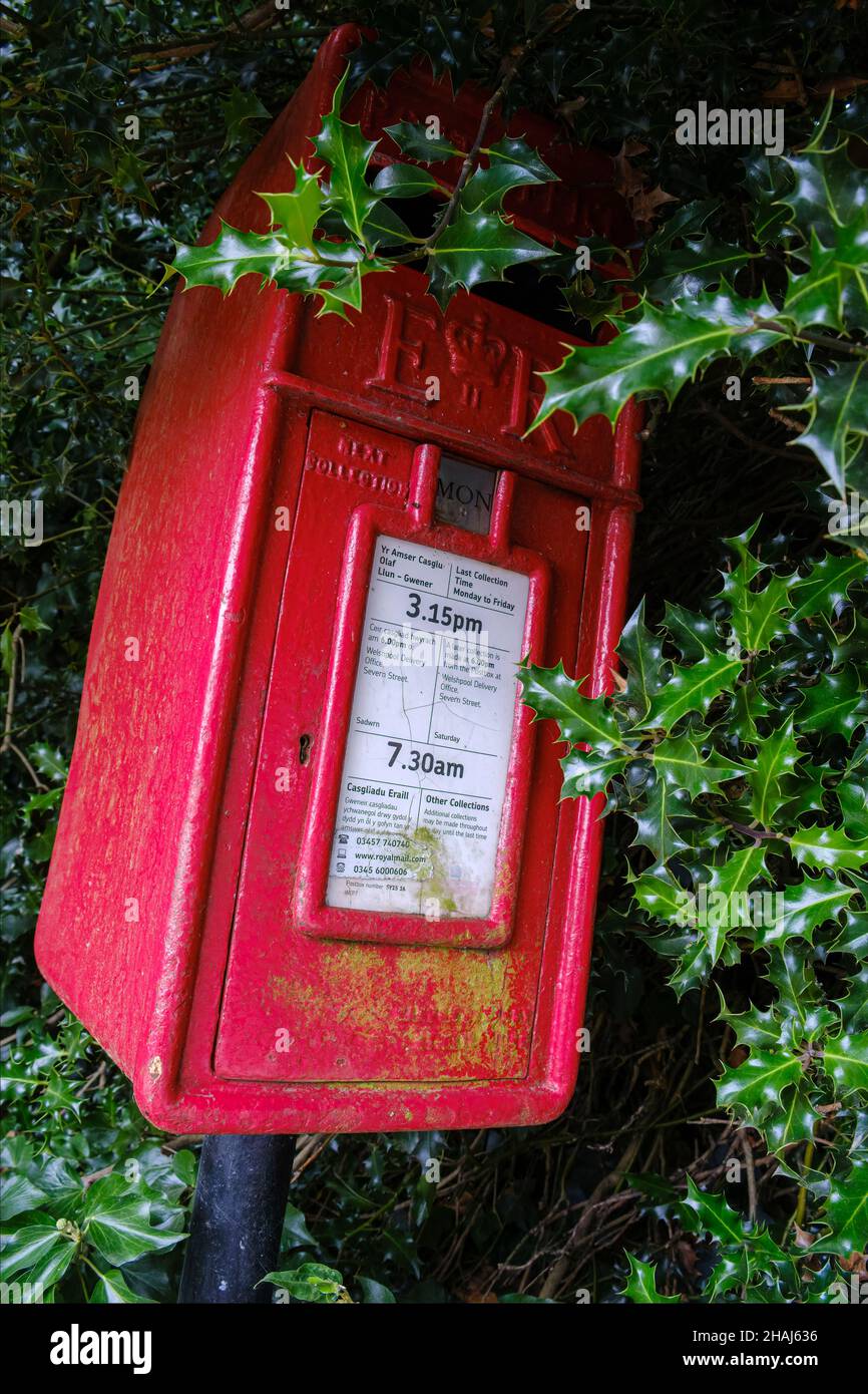 Eine verwachsene Hecke bedeckt fast diesen Briefkasten in Churchstoke an der englisch-walisischen Grenze in der Nähe von Montgomery, Powys, Wales Stockfoto