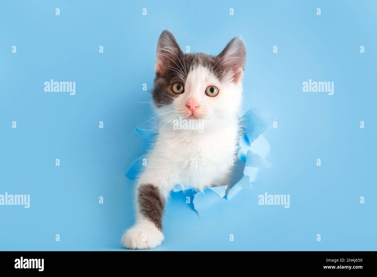 Niedliche weiße und graue Kätzchen Tier klettert mit Pfote aus Papier Lochrahmen isoliert auf blauem Hintergrund. Katze Haustier gucken aus dem Loch mit Interesse Stockfoto