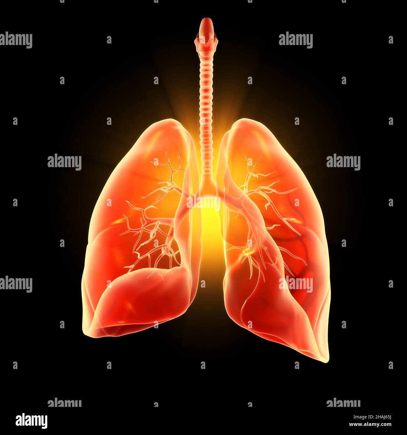 Abbildung mit hervorgehobenen menschlichen Lungen, Lungenentzündung, Abbildung 3D Stockfoto
